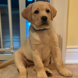 Meet your Posher, Janet